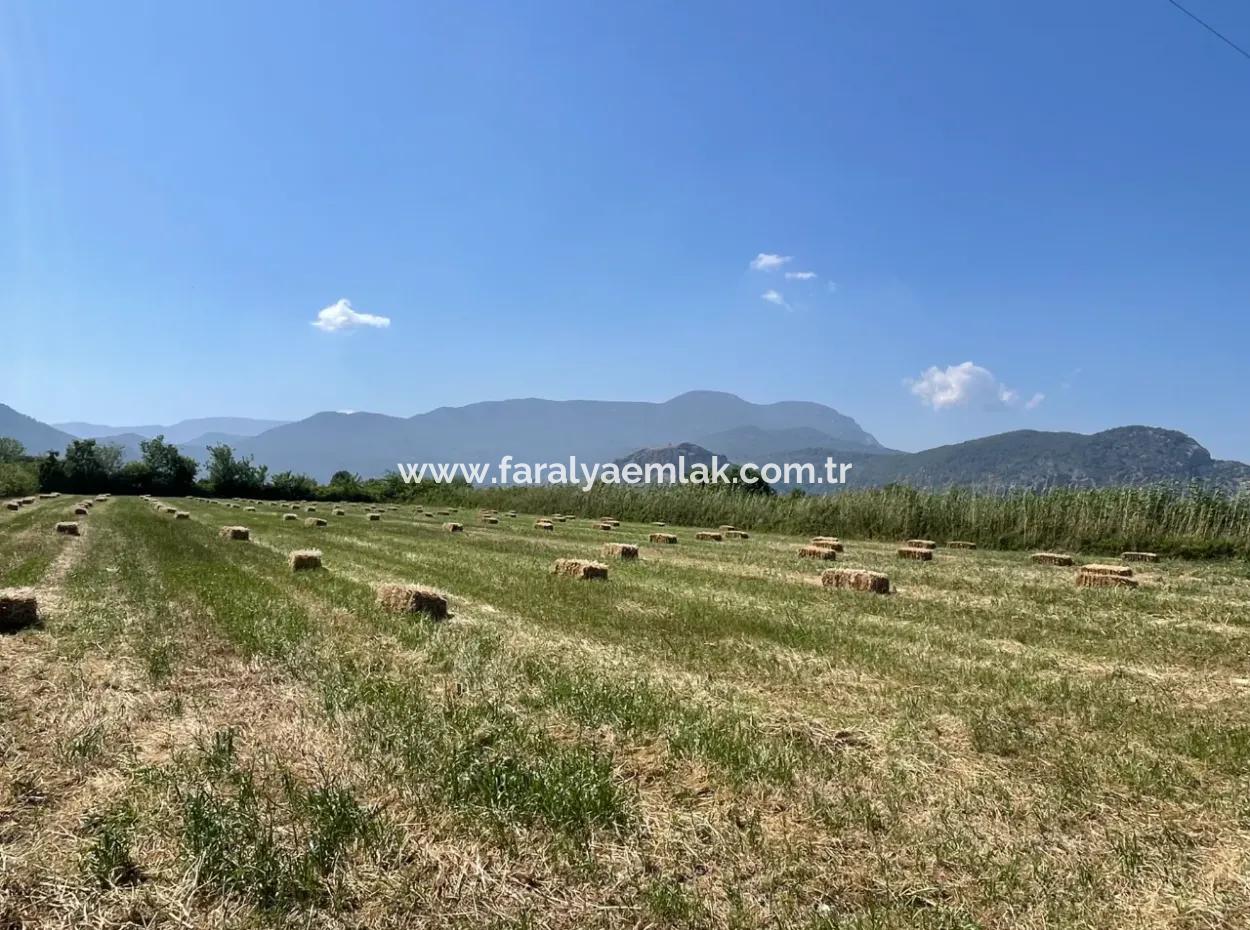 Dalyan'da İztuzu Yoluna Sıfır 6,500M2 Satılık Tarla